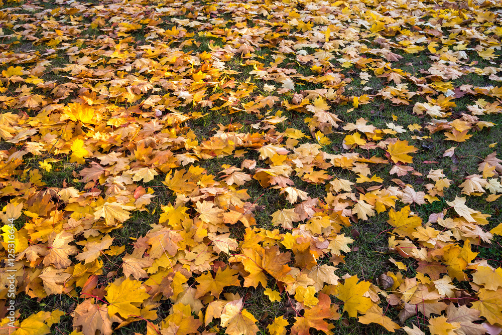 Background made of autumn leaves Background made of autumn leaves