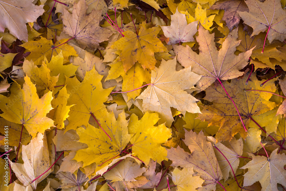Fototapeta premium Background made of autumn leaves