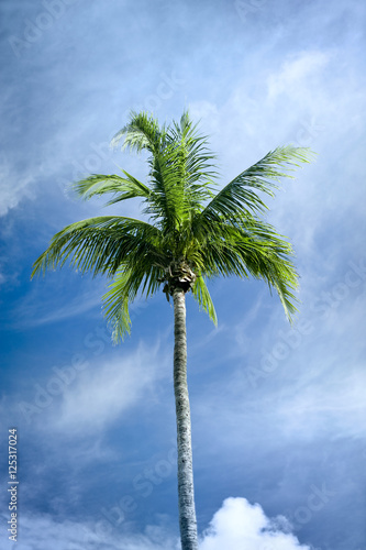 One Palm Tree