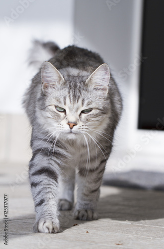 beautiful silver siberian cat outdoor