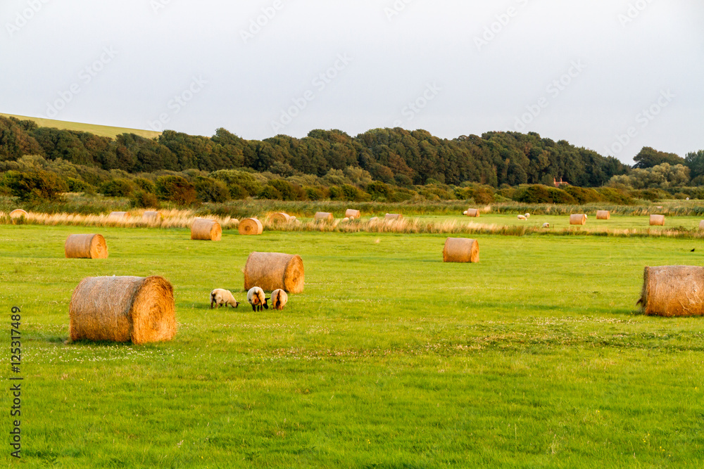 Hay Bales and sheep in the evening light