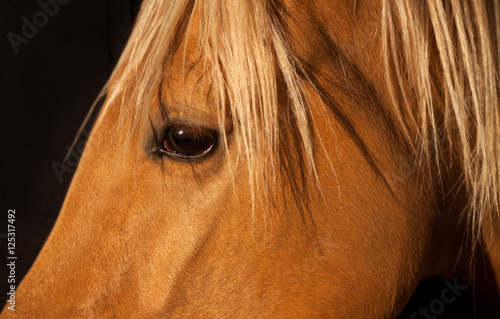 Close Up Portrait of a Brown Horse with Blonde Mane