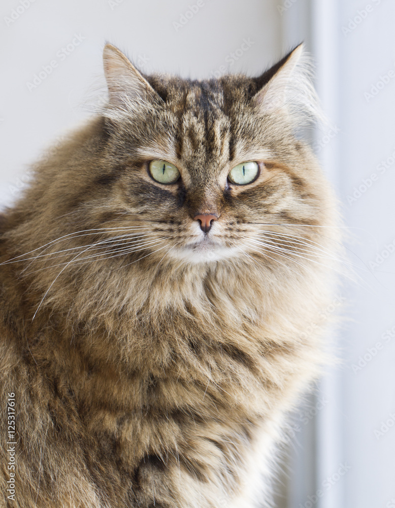 furry brown cat of siberian breed at the window
