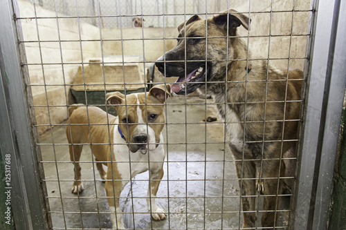 Kennel dogs locked © celiafoto