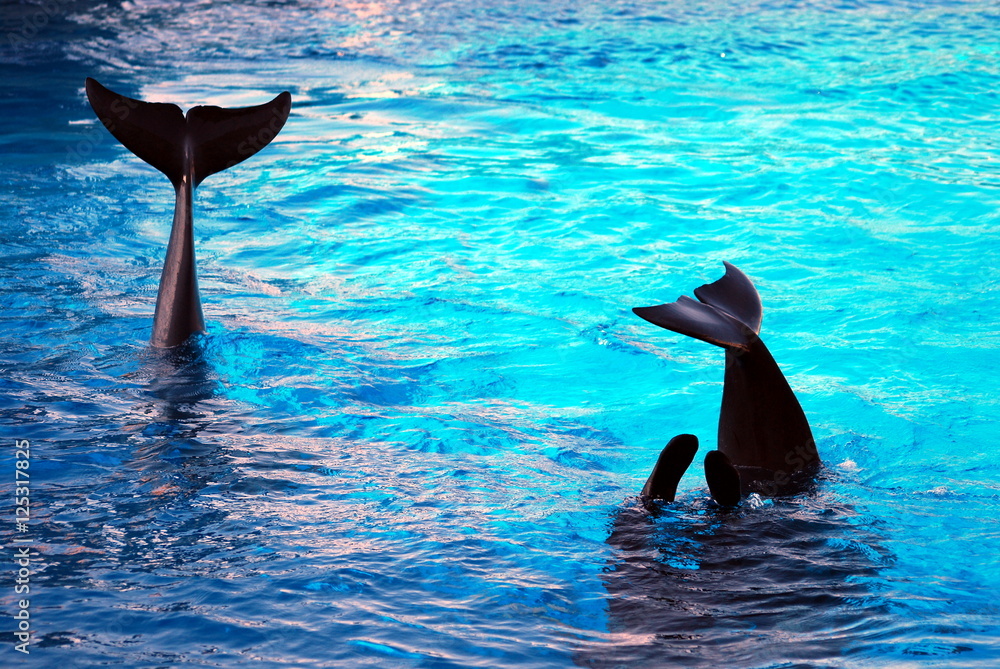 Obraz premium Dolphin games