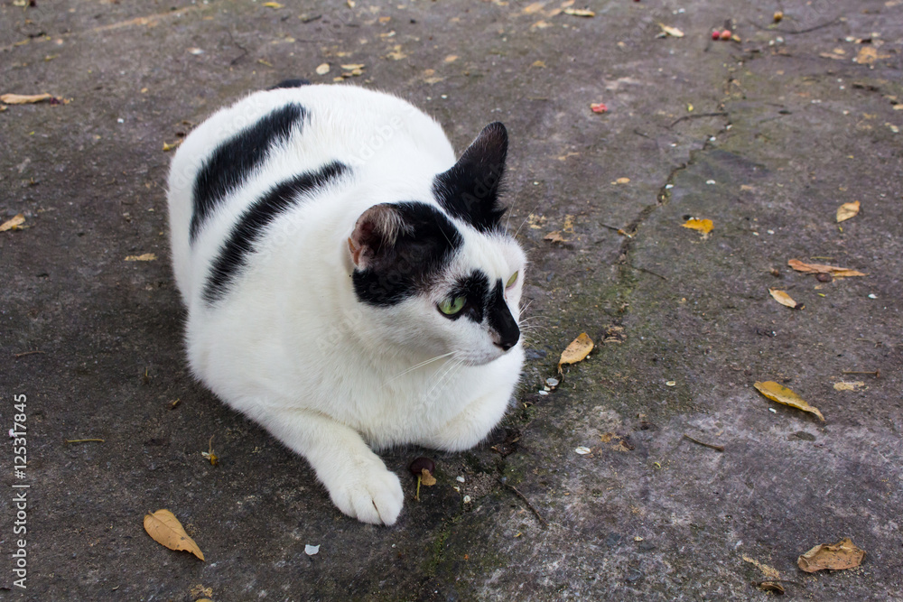 Siamese cat. White chubby. Fat cat close up.