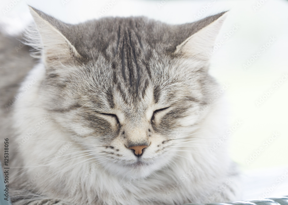 beautiful silver siberian cat outdoor beautiful silver siberian cat outdoor