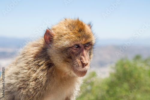 At the top of the Rock of Gibraltar is a large group of Barbary macaques. They steal food from tourists regularly. This ape has paused for a portrait after stealing a pack of cookies. © Julie