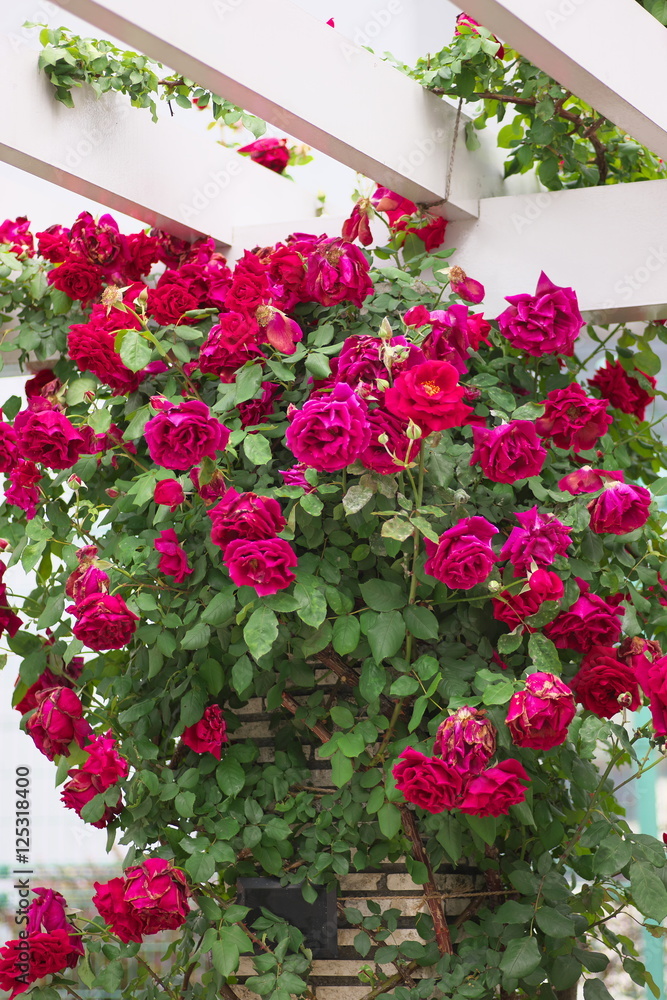 薔薇 薔薇