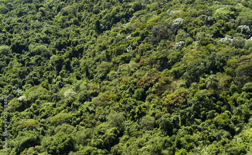 Naklejka premium Widok z lotu ptaka na brazylijski las Atlantycki