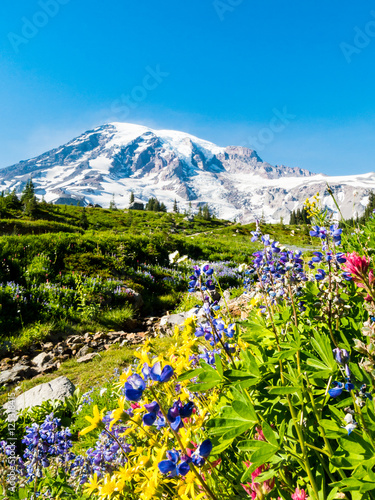 Colorful wildflowers in subalpine meadows with glacier in the background