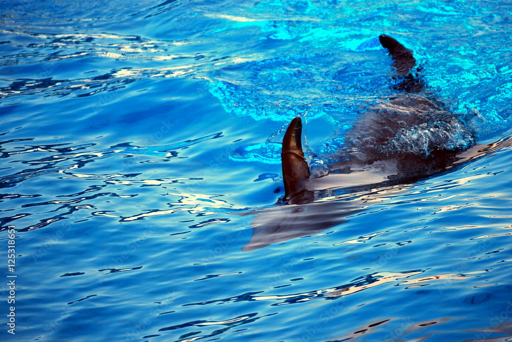 Obraz premium Dolphin games