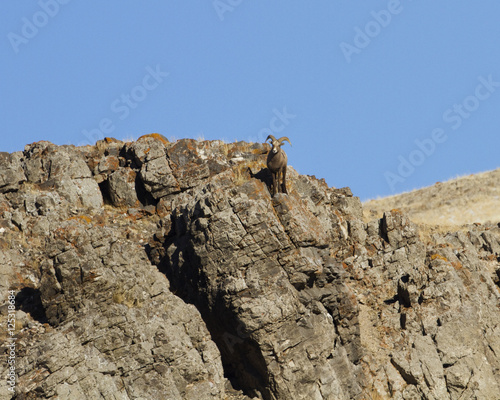 Bighorn Sheep looking down a cliff