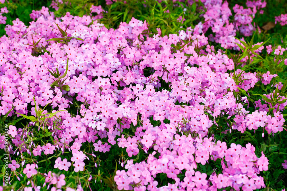 Kalanchoe