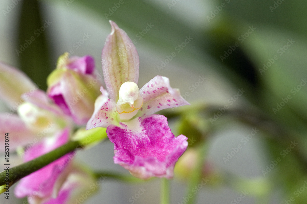 Pink orchid on dark background Pink orchid on dark background