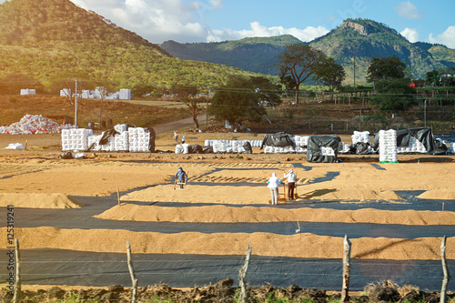 фотографія coffee drying on plantation