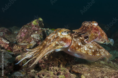 Mating cuttlefish 1