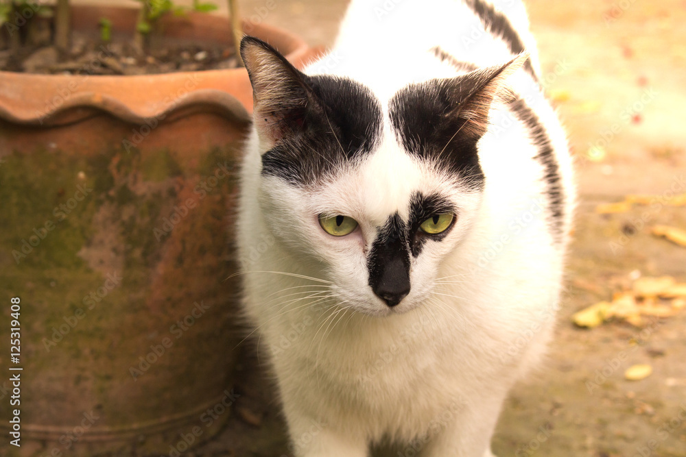 Siamese cat. White chubby. Fat cat close up. focus on face and blurred in the other. Siamese cat. White chubby. Fat cat close up. focus on face and blurred in the other.