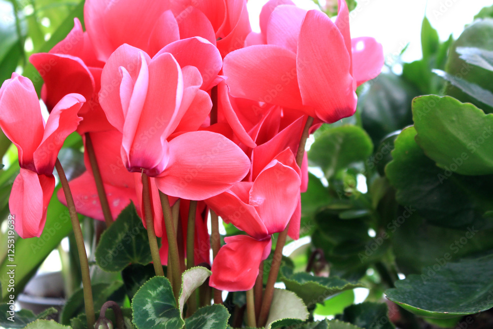 cyclamen flower cyclamen flower