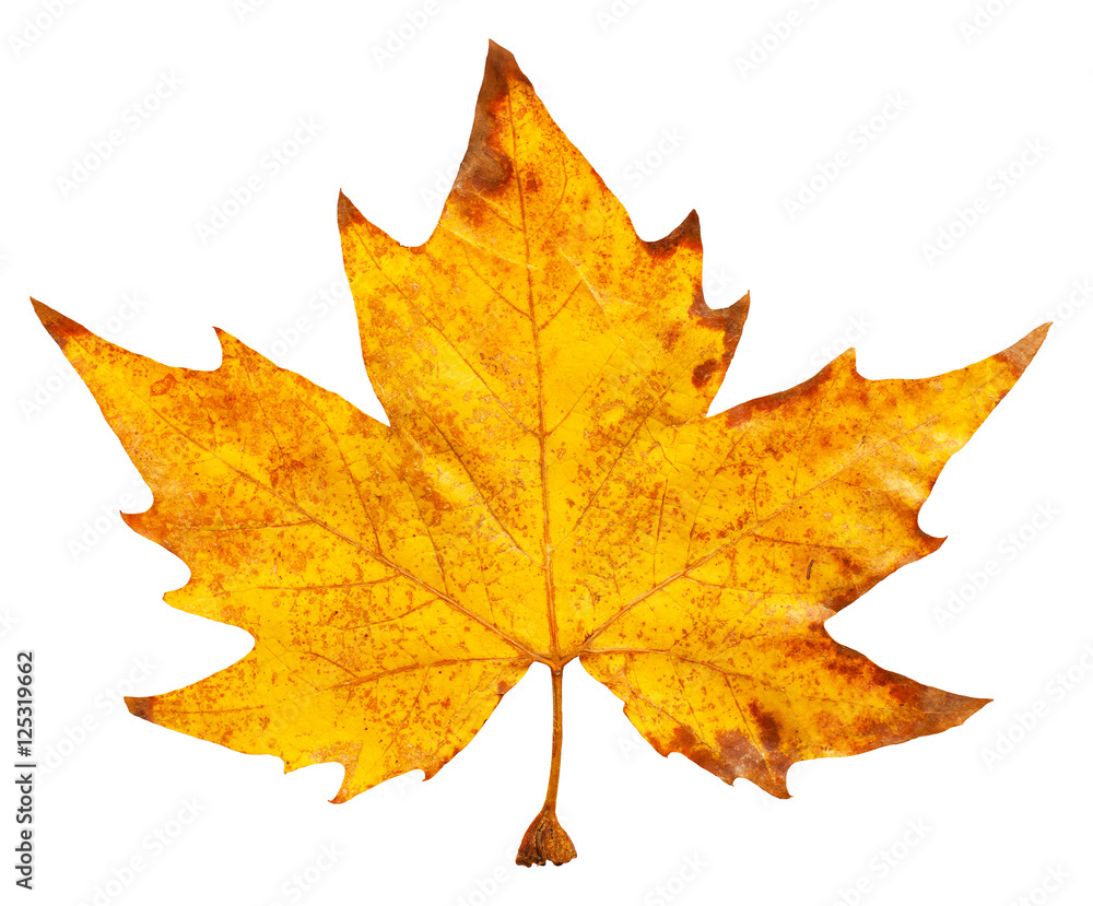 Fallen maple leaf Fallen maple leaf