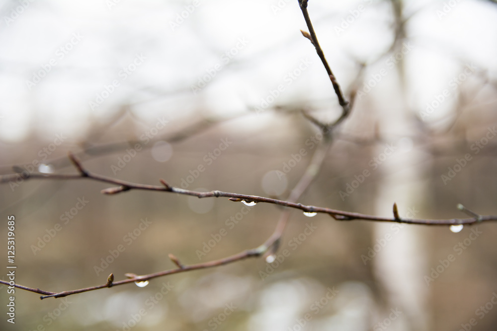 raindrops on a branch raindrops on a branch