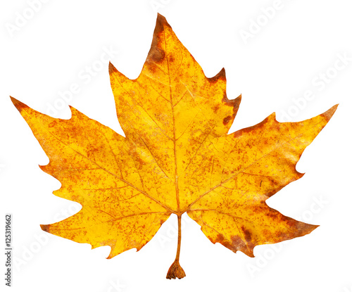 Wallpaper Mural Fallen maple leaf Torontodigital.ca