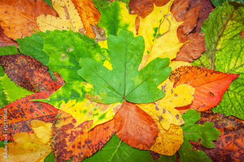 Colorful fallen autumn leaves