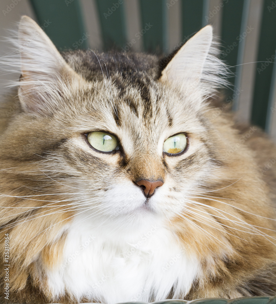 sweet cat of siberian breed on a chair sweet cat of siberian breed on a chair
