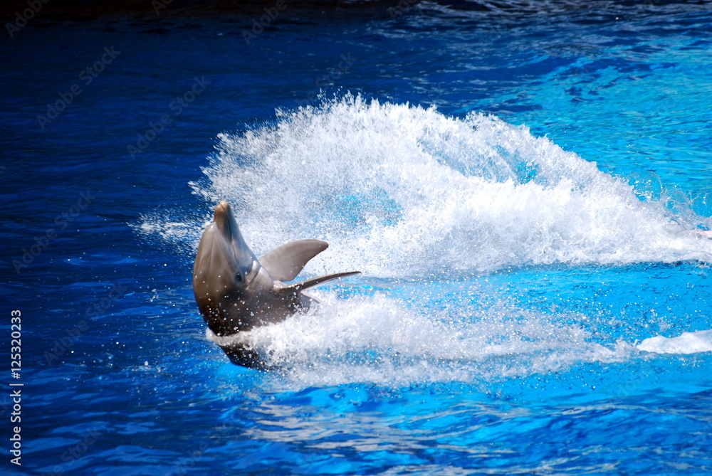 Fototapeta premium Dolphin games