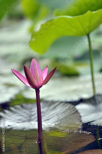 pink lotus in green leaves