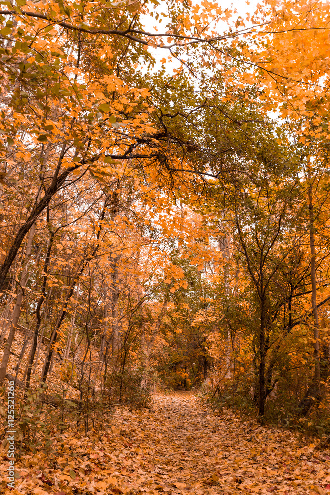 Naklejka premium Fall