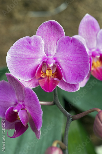 Pink orchid on dark background