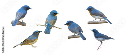 Set of blue birds photo