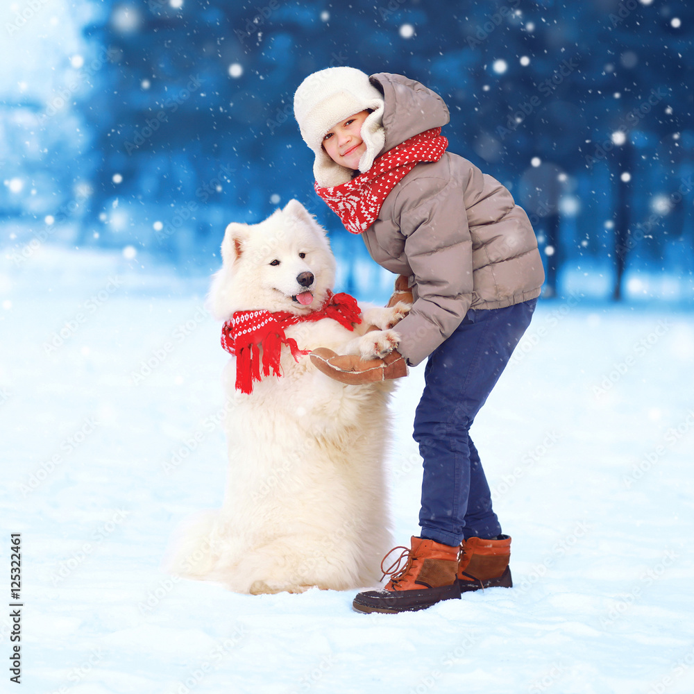 Christmas happy teenager boy playing with white Samoyed dog in w Christmas happy teenager boy playing with white Samoyed dog in w