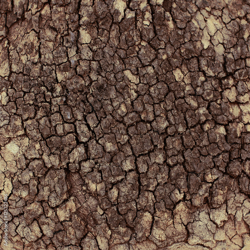 Texture of tree bark cracks closeup natural background