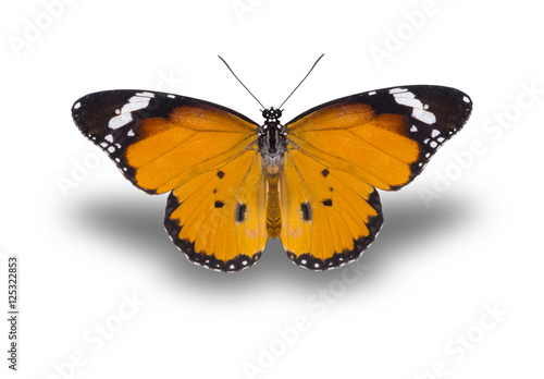 beautiful butterfly, isolated on white background, butterfly flying on white, colorful butterfly