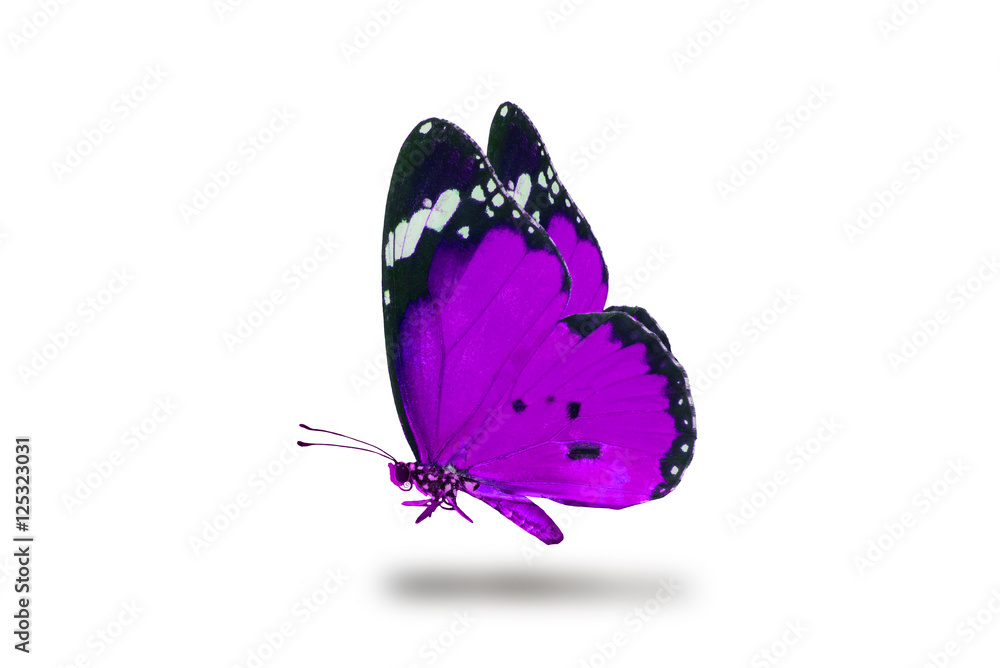 beautiful butterfly, isolated on white background, butterfly flying on