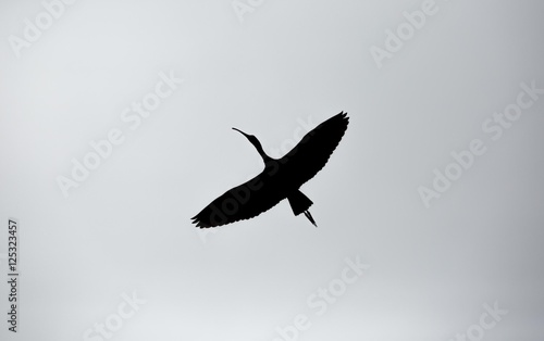 A Silhouette of an Ibis Soaring