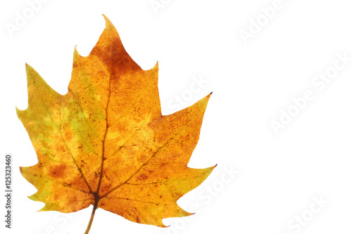 Wallpaper Mural Japanese maple leaf close up #2 Torontodigital.ca