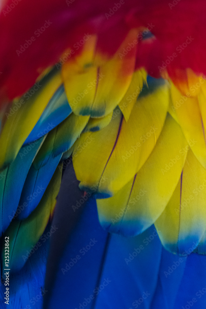 Obraz premium Scarlet macaw - ara macao