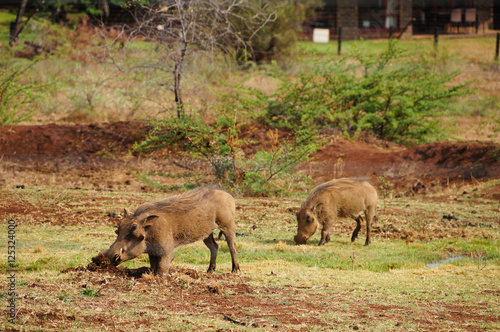 Warthog in nature ,South Africa