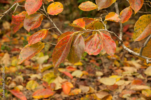 黄葉・紅葉