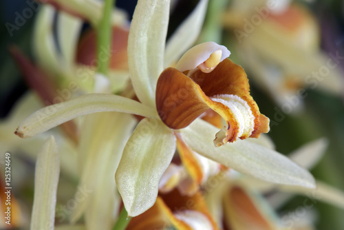 Orchid Coelogyne intermedium photo