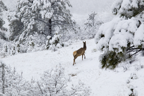 Elk in Deep Snow in the Pike National Forest