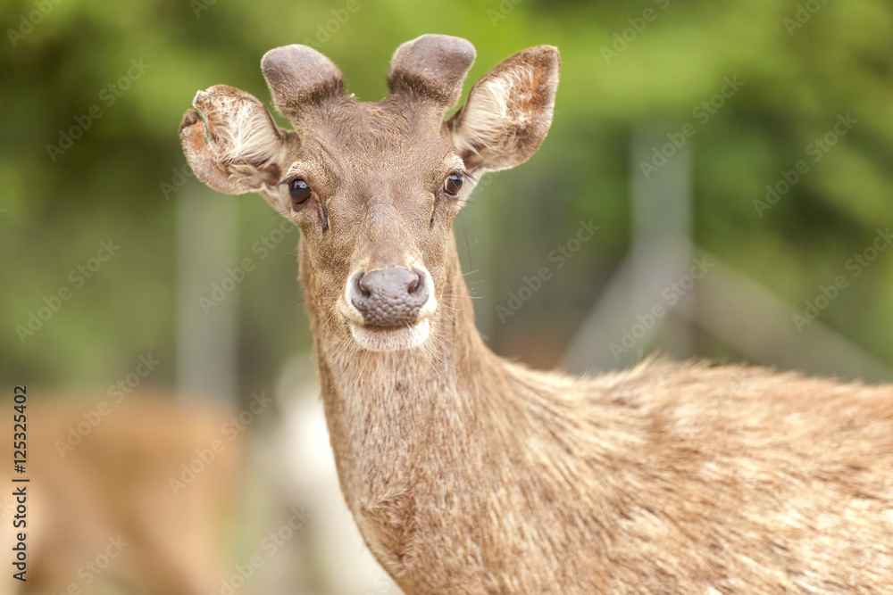Young deer. Selective focus, shallow depth of field. Young deer. Selective focus, shallow depth of field.