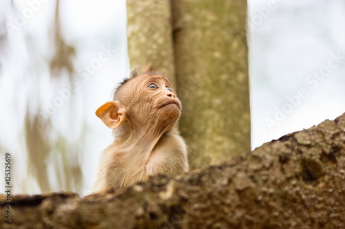 Fototapeta Naklejka Na Ścianę i Meble -  The bonnet macaque is a macaque endemic to southern India. Its distribution is limited by the Indian Ocean on three sides and the Godavari, Tapti Rivers along with a related species of rhesus macaque.
