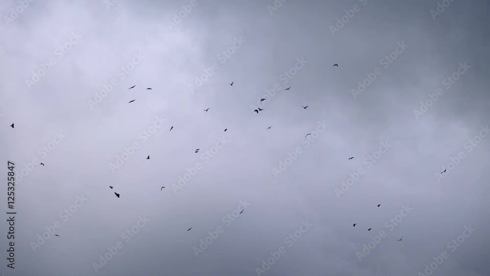Flock of birds circling in the background of thunderclouds Flock of birds circling in the background of thunderclouds