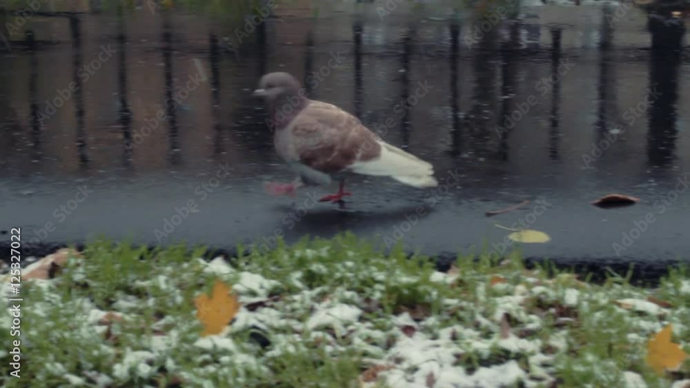 Pigeons walking side walk on winter background Pigeons walking side walk on winter background