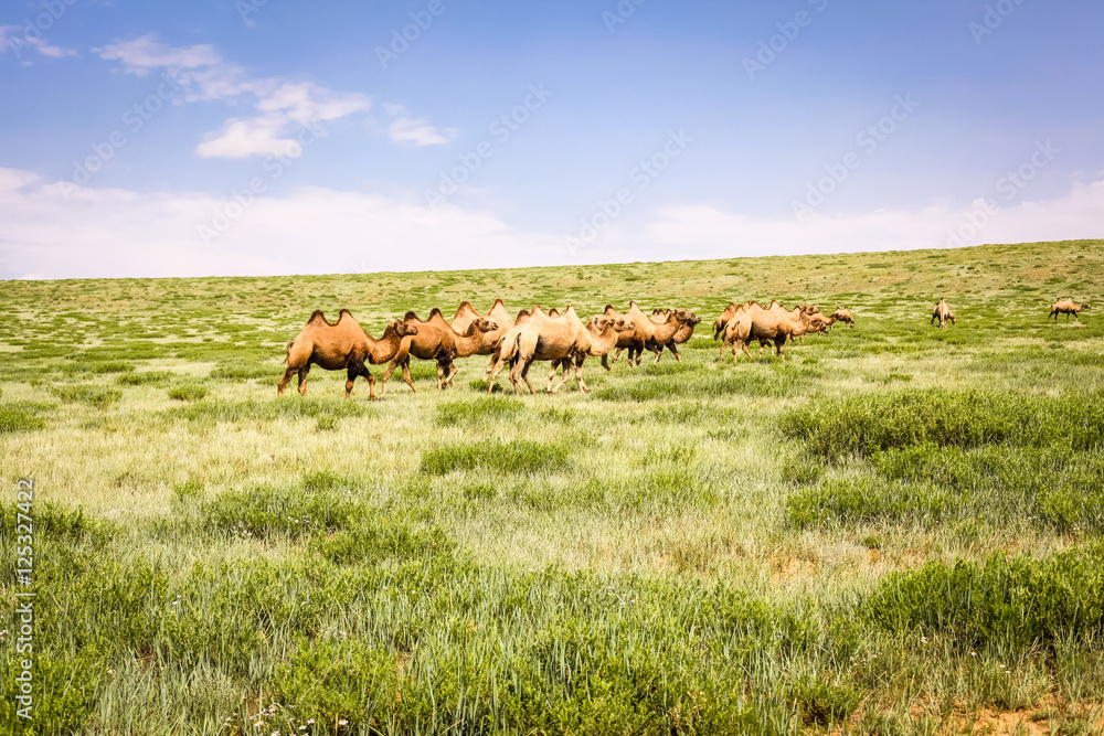 Kamel Herde in der mongolischen Gobi Wüste Kamel Herde in der mongolischen Gobi Wüste