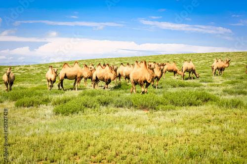 Kamel Herde in der mongolischen Gobi Wüste